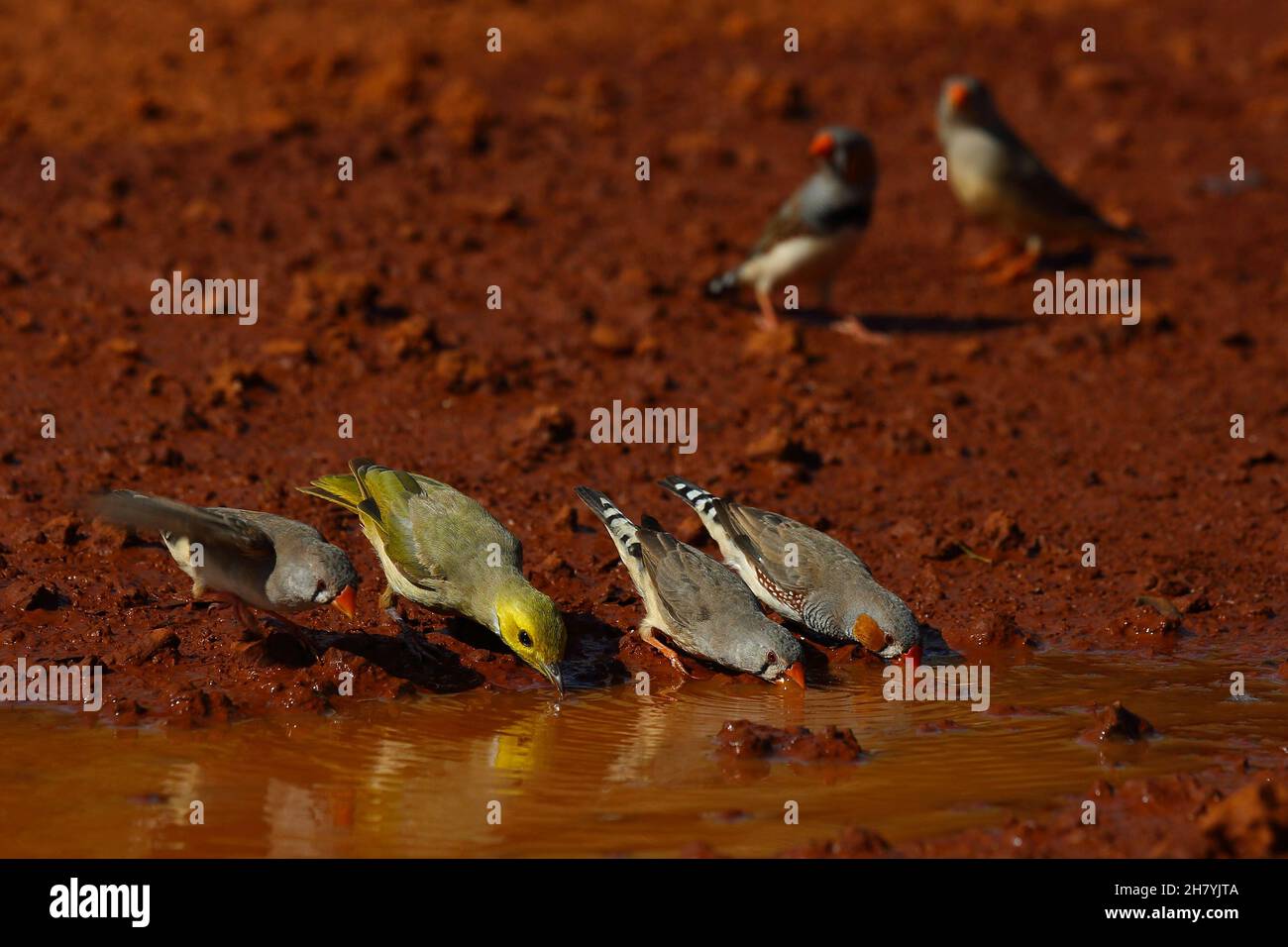 honeyeater à plumage blanc (Lichenostomus penicillatus) et trois zèbre (Taeniopygia guttata) buvant d'une flaque.Wittenoom, Banque D'Images