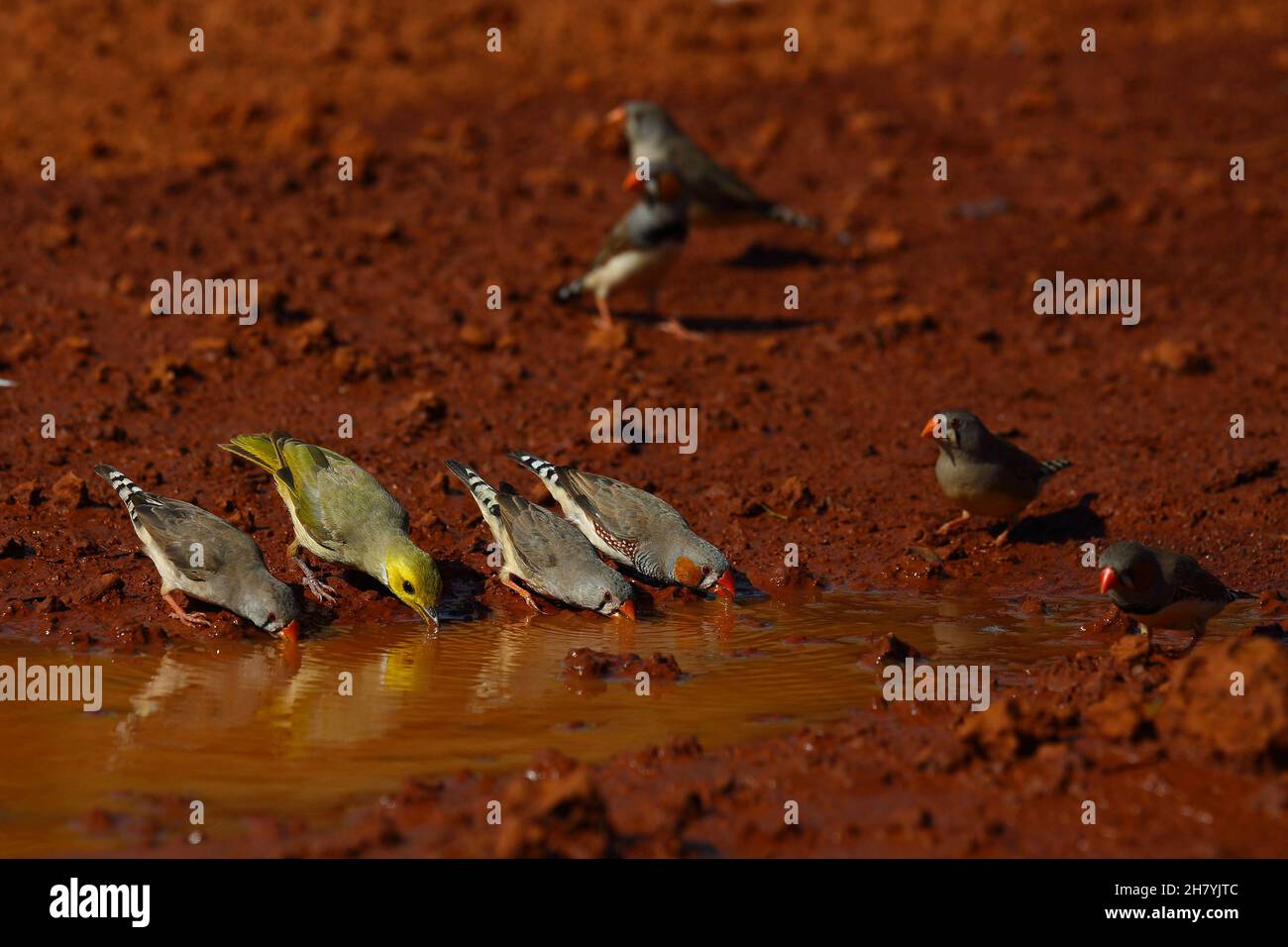 honeyeater à plumage blanc (Lichenostomus penicillatus) et trois zèbre (Taeniopygia guttata) buvant d'une flaque.Wittenoom, Banque D'Images