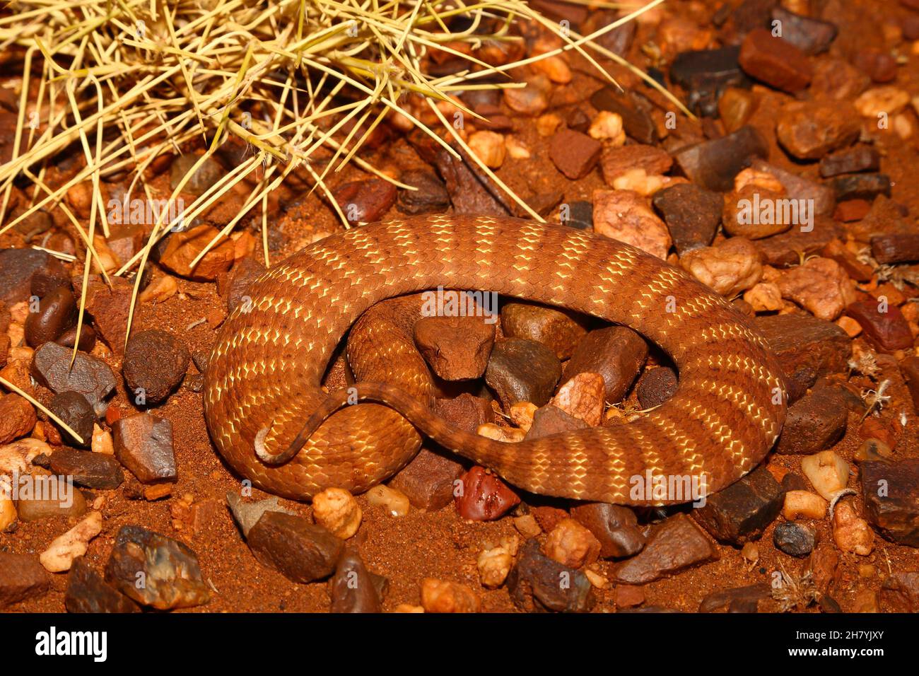 L'escabeau de mort de Pilbara (Acanthophis wellsi) enroulé sur un sol pierreux.C'est un serpent stocky, longueur moyenne 43 cm, et dangereusement venimeux.Pannawonica, Pi Banque D'Images