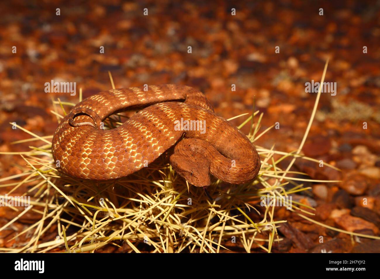 L'escabeau de mort de Pilbara (Acanthophis wellsi) enroulé sur un sol pierreux.C'est un serpent stocky, longueur moyenne 43 cm, et dangereusement venimeux.Pannawonica, Pi Banque D'Images