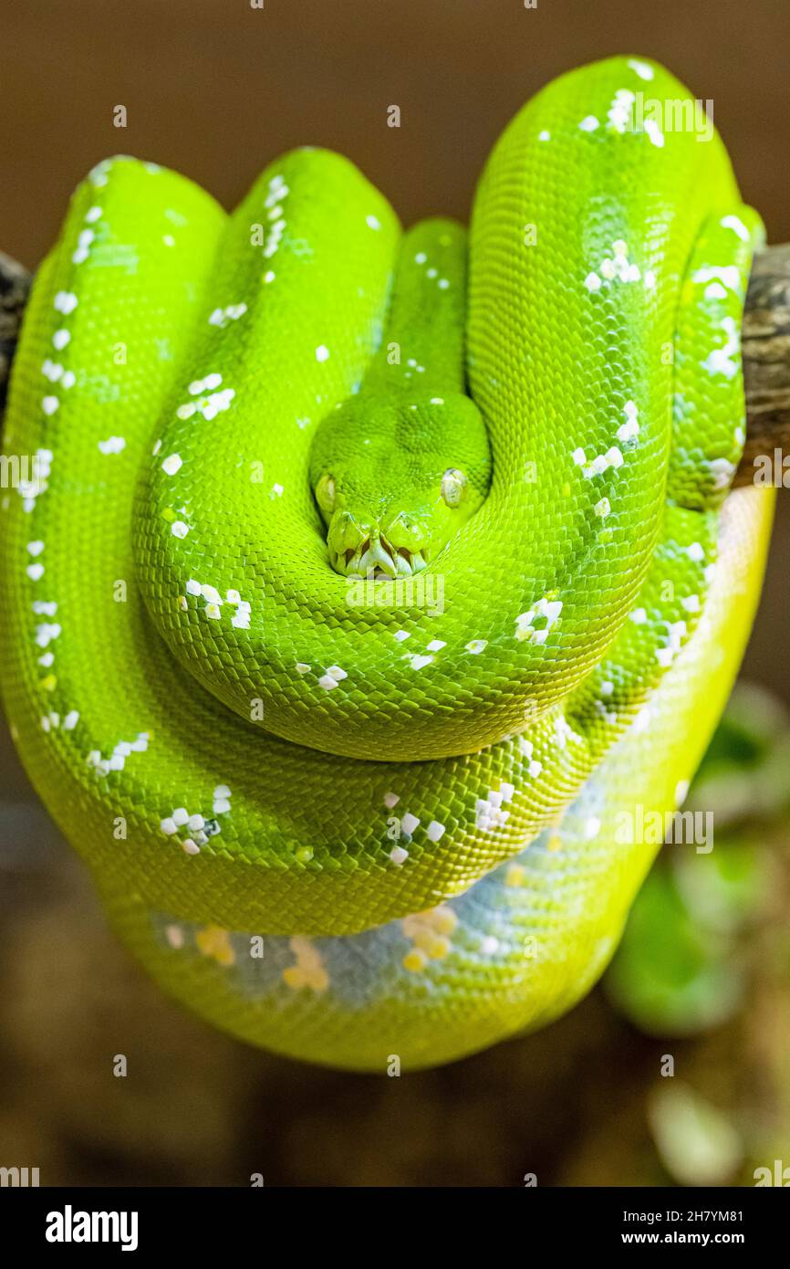 Un python d'arbre vert (Morelia viridis) enroulé sur une branche d'arbre. Banque D'Images