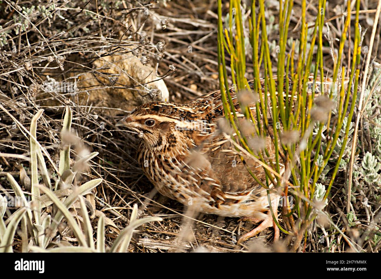 Oiseaux sauvages au milieu de leur monde naturel et en liberté. Banque D'Images