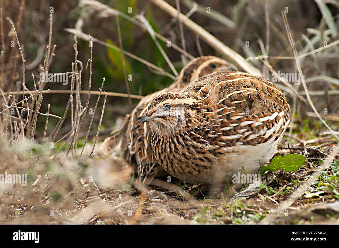 Oiseaux sauvages au milieu de leur monde naturel et en liberté. Banque D'Images