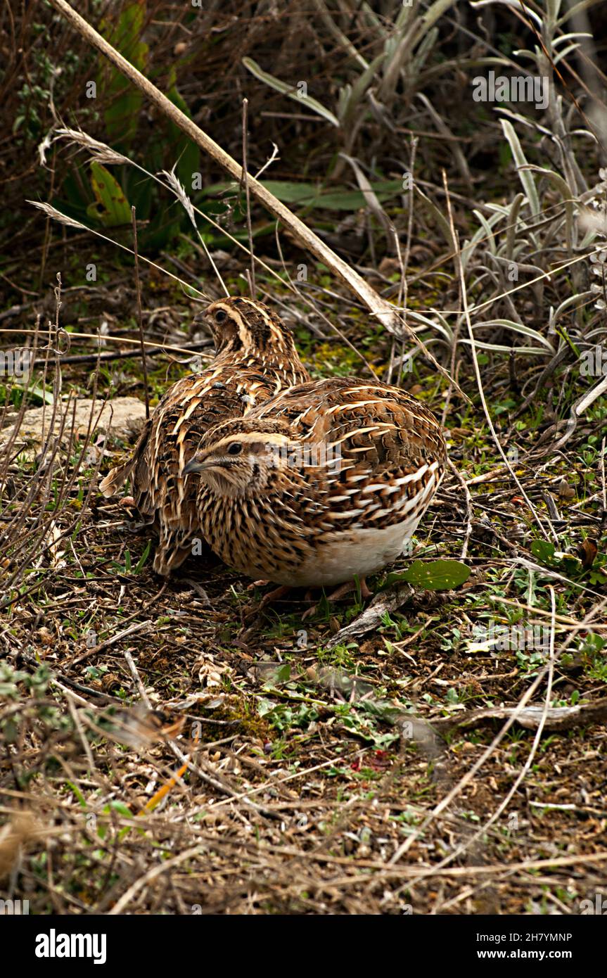 Oiseaux sauvages au milieu de leur monde naturel et en liberté. Banque D'Images