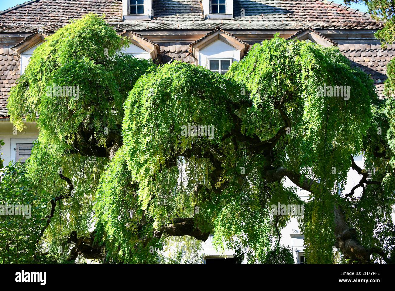 Herrlicher ausladender Japanischer Perlschnurbaum - Styphnolobium Japonica vor einem alten Haus Banque D'Images