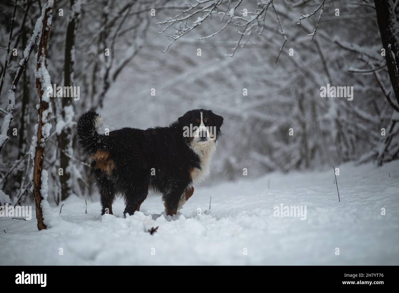 Forêt neigeuse et Oberland bernois, faible exposition, neige fraîche, forêt en Slovaquie, chiot,animal de compagnie, meilleur ami de l'homme, loyauté, fidèle chien dévoué, mort Banque D'Images