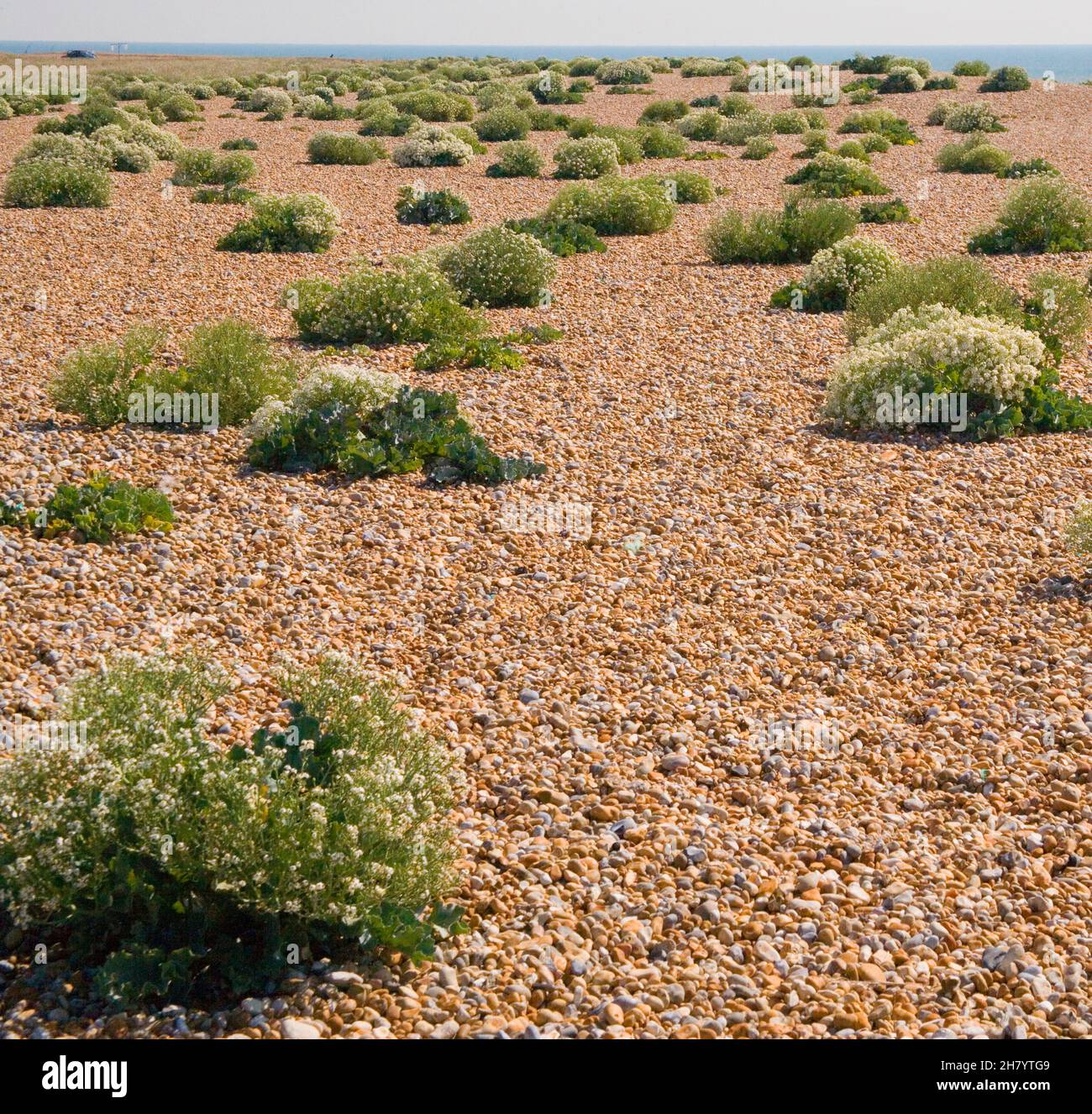 chou de mer croissant dans le shingle à dungeness sur la côte sud du kent Banque D'Images