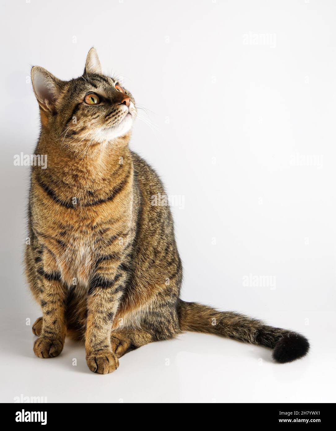 Le Chat Est Isole Sur Un Fond Blanc Un Jeune Chat Tortoiseshell Est Assis Animal De Compagnie Raye Au Gingembre Chat A Poil Court De La Race Europeenne Regarde Vers Le Cote Photo Stock Alamy Le Chat Est Isole Sur Un Fond Blanc Un Jeune Chat Tortoiseshell Est Assis Animal De Compagnie Raye Au Gingembre Chat A Poil Court De La Race Europeenne Regarde Vers Le Cote Photo Stock Alamy