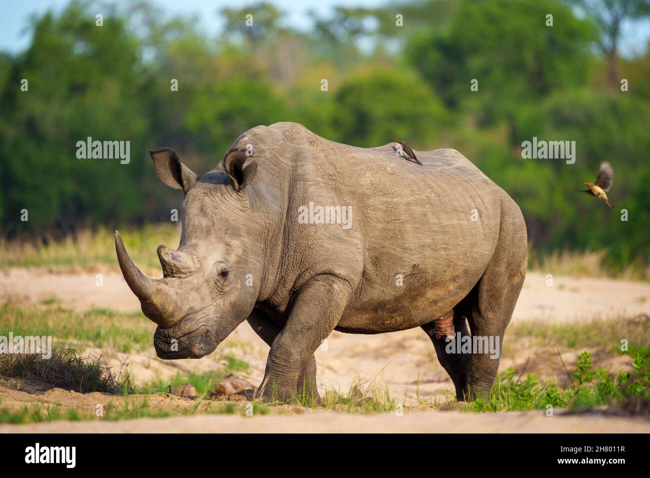 Rhinocéros blancs, rhinocéros à lèvres carrées ou rhinocéros (Ceratotherium simum) abd xpecker à bec rouge (Buphagus erythrorynchus).Mpumalanga.Afrique du Sud. Banque D'Images
