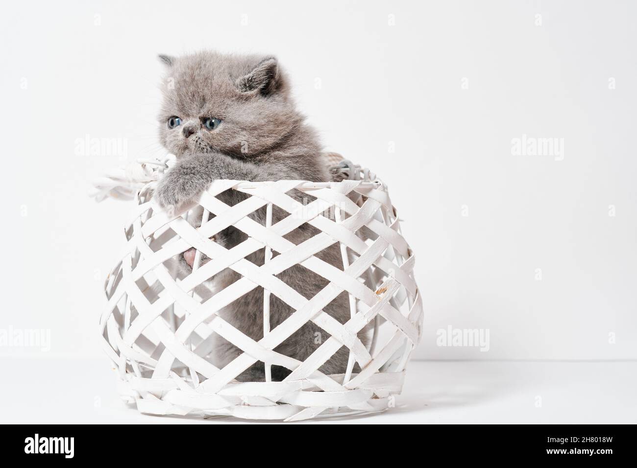 joli petit chat persan gris exotique avec shorthair dans un panier Banque D'Images