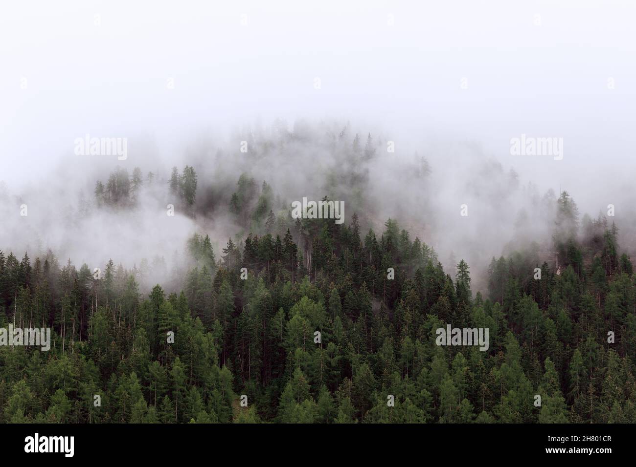 Forêt de pins dans les Dolomites italiens le matin d'été brumeux Banque D'Images