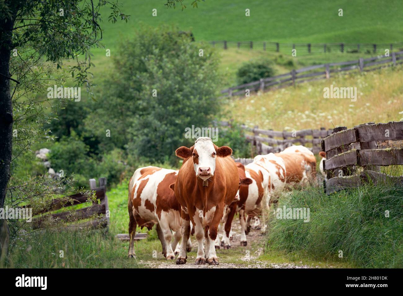 Un groupe de vaches alpines dirigé par un leader (Alpes italiennes, Alto Adige) Banque D'Images