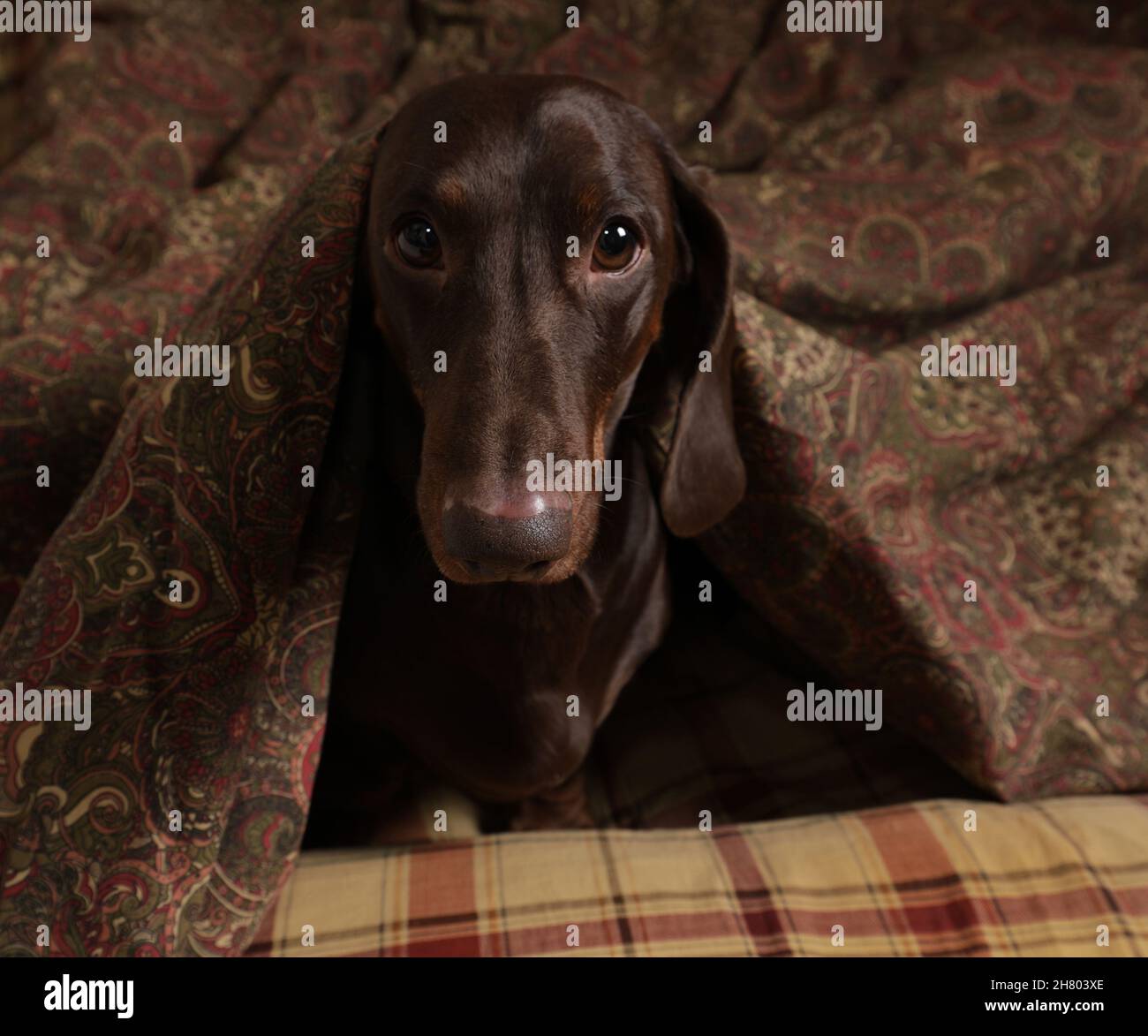 Le dachshund au chocolat aime dormir sur un oreiller et sous une couverture Banque D'Images