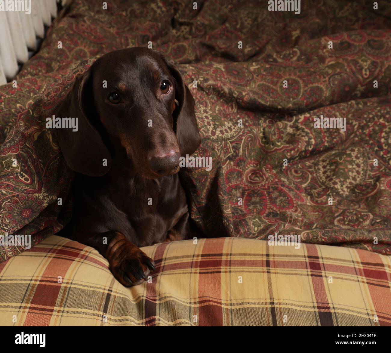 Le dachshund au chocolat aime dormir sur un oreiller et sous une couverture Banque D'Images