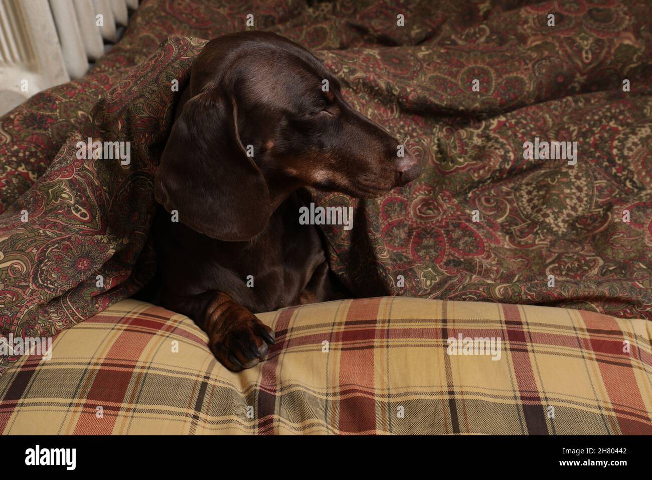 Le dachshund au chocolat aime dormir sur un oreiller et sous une couverture Banque D'Images