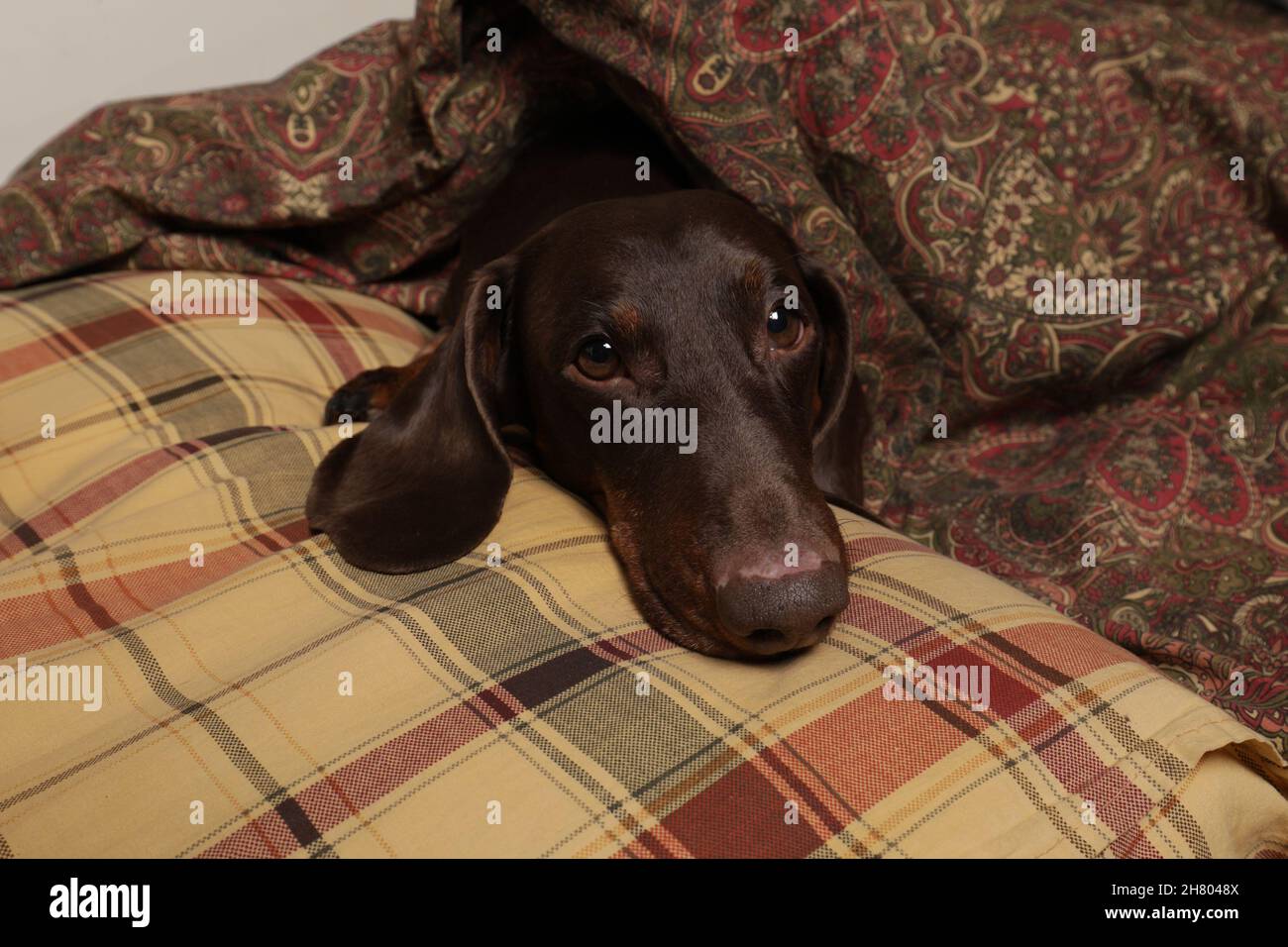 Le dachshund au chocolat aime dormir sur un oreiller et sous une couverture Banque D'Images