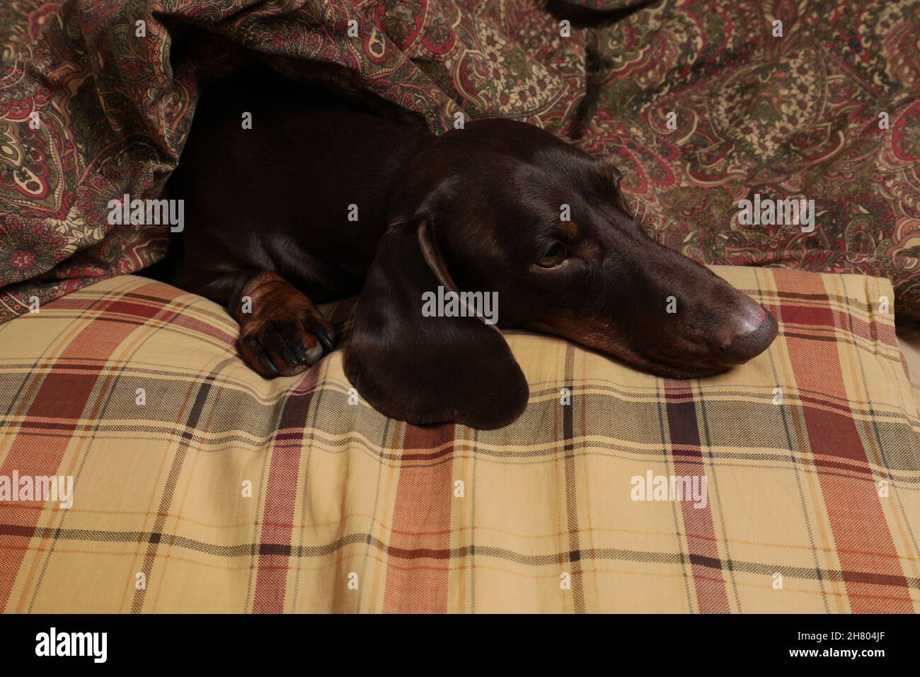 Le dachshund au chocolat aime dormir sur un oreiller et sous une couverture Banque D'Images