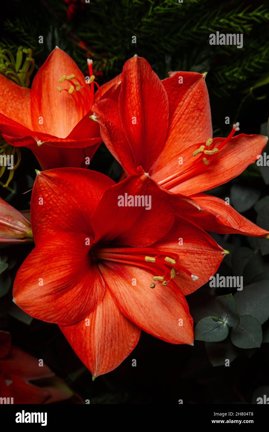 Fleur rouge vif Amaryllis dans le cadre d'un bouquet de fleurs saisonnier - Leuchtend Amaryllis Blüten in einem Blumenstrauss, Hippeastrum-Hybride Banque D'Images