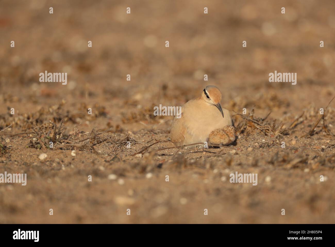 Les images avec un poussin étaient inhabituelles car c'était septembre, avec la plupart des reproducteurs ayant lieu de février à avril.C'était aussi un très jeune poussin ! Banque D'Images