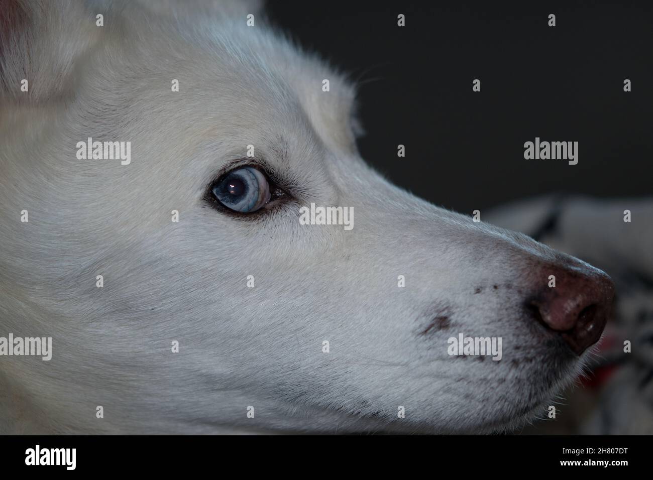 Husky dans le profil de la caméra Banque D'Images