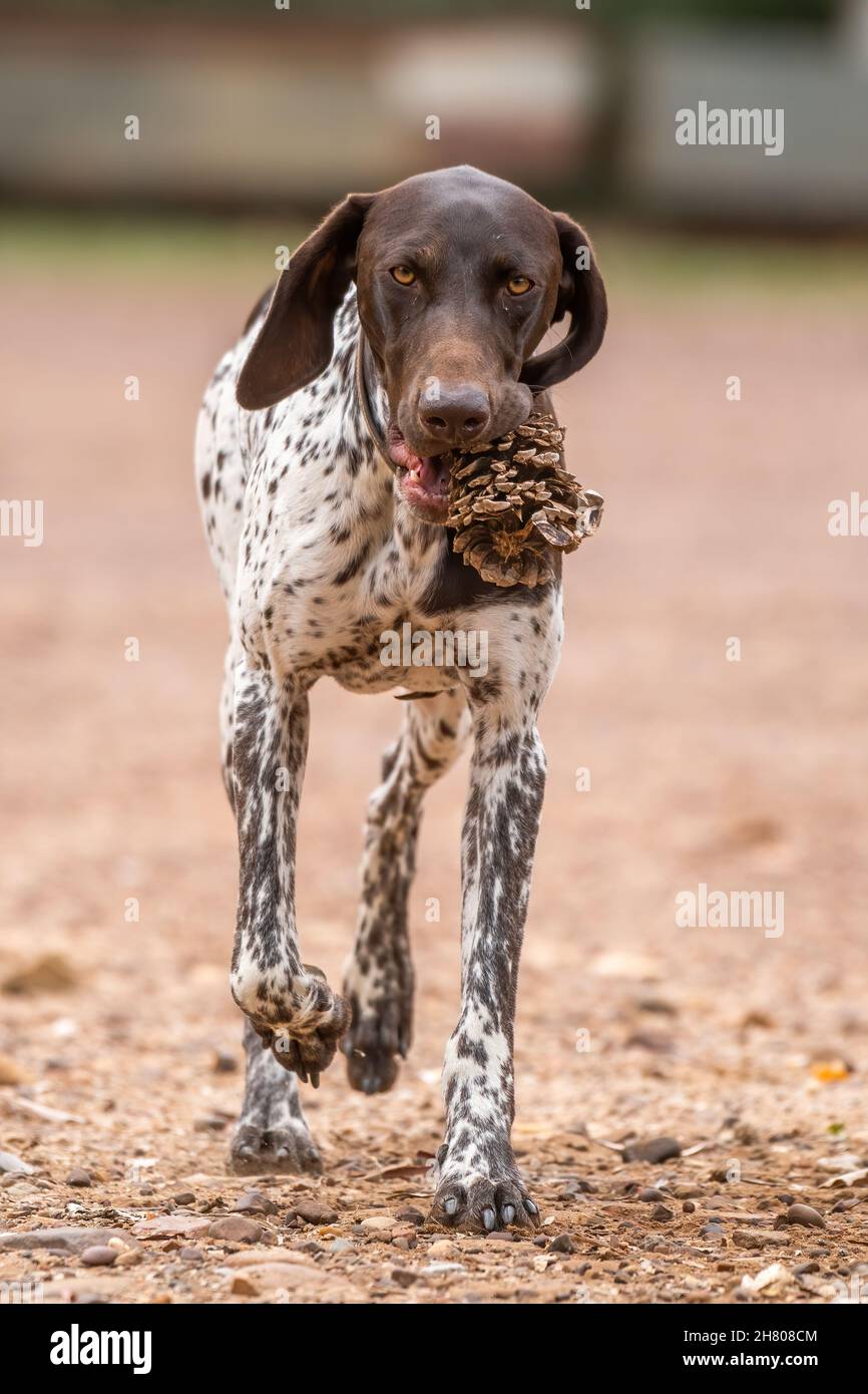 Joli chien à col court allemand avec fourrure à pois noirs sur le parc avec ananas à la bouche sur fond flou en ville Banque D'Images