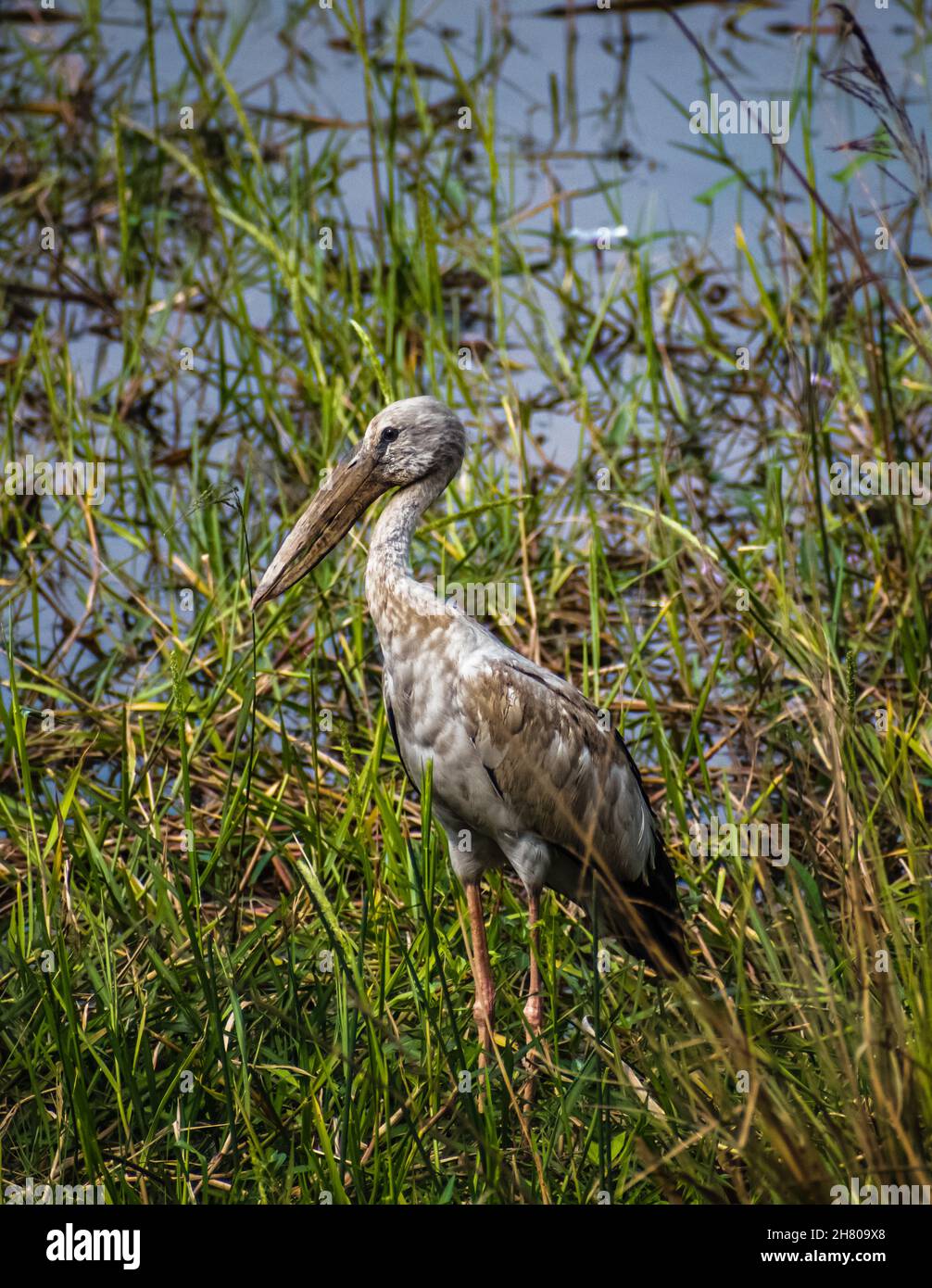 Un beau openbill asiatique dans une ferme Banque D'Images