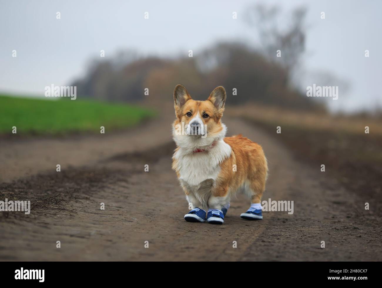 mignon chien corgi chiot dans les baskets de sport sur le jogging dans le parc Banque D'Images