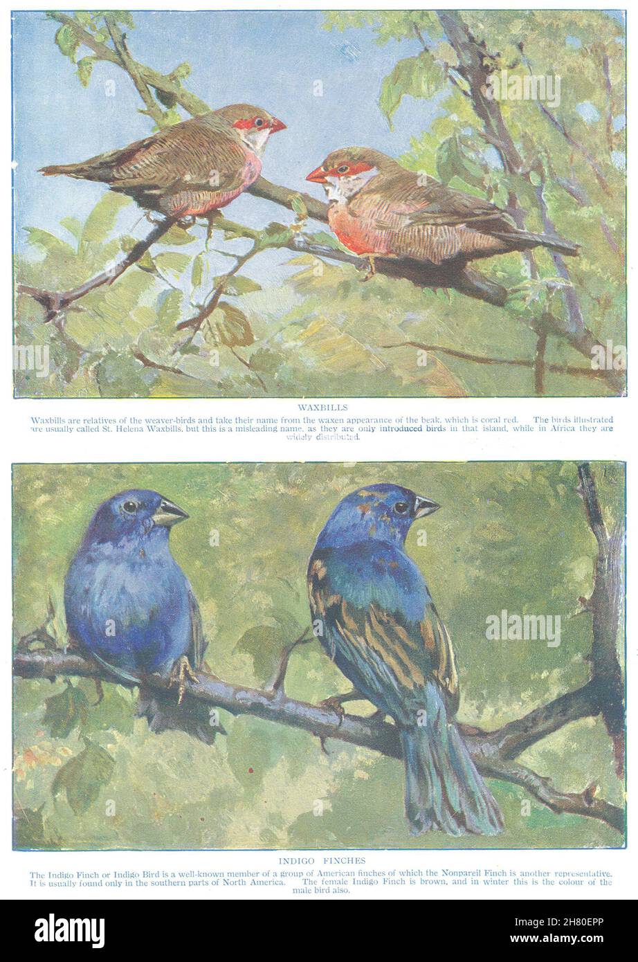 OISEAUX.Waxbills et Indigo Finches (Hutchinson) 1927 ancienne image d'impression vintage Banque D'Images