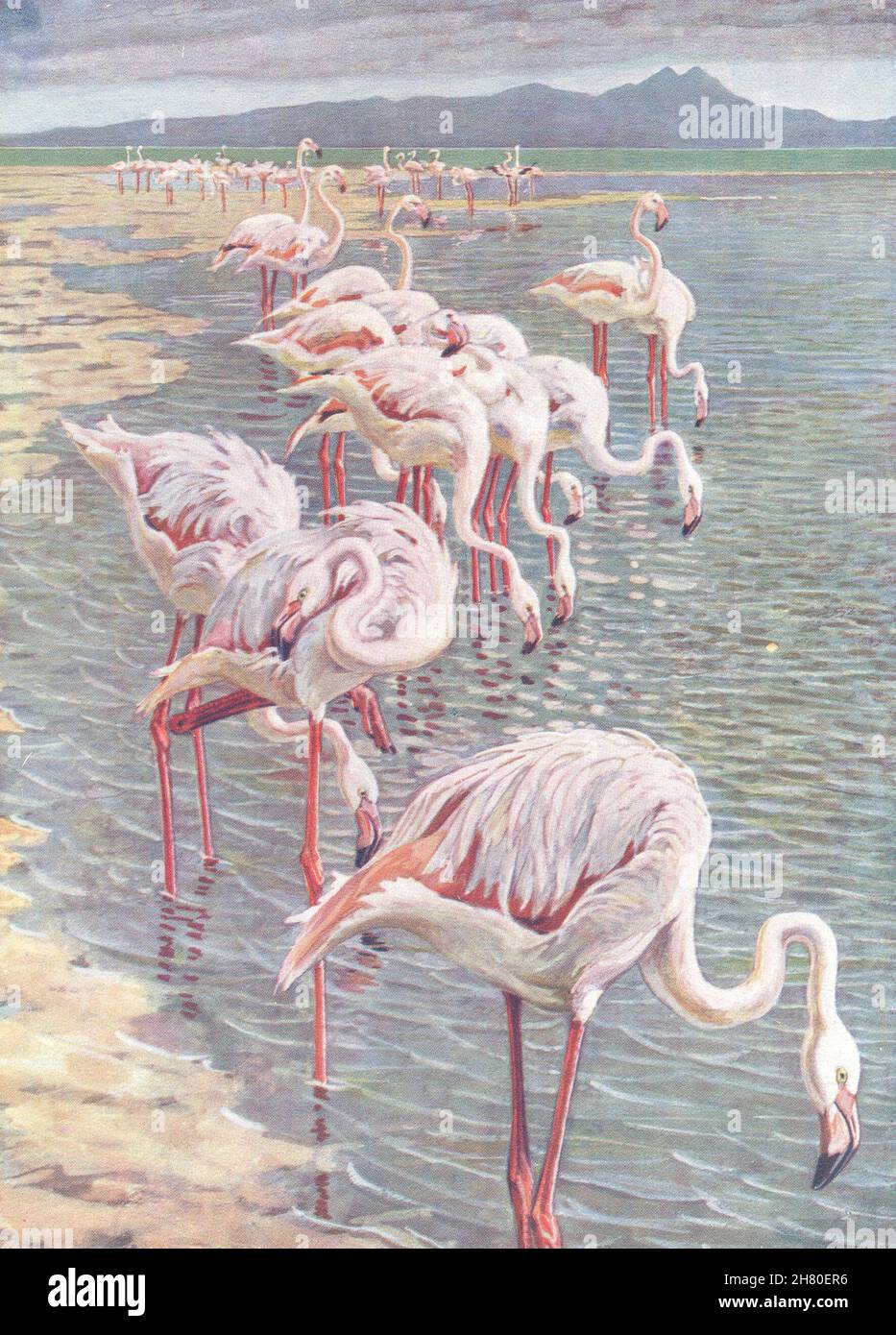 EUROPE.Oiseaux.Flamants roses.(Méditerranéen) (Hutchinson) 1927 vieux imprimé vintage Banque D'Images