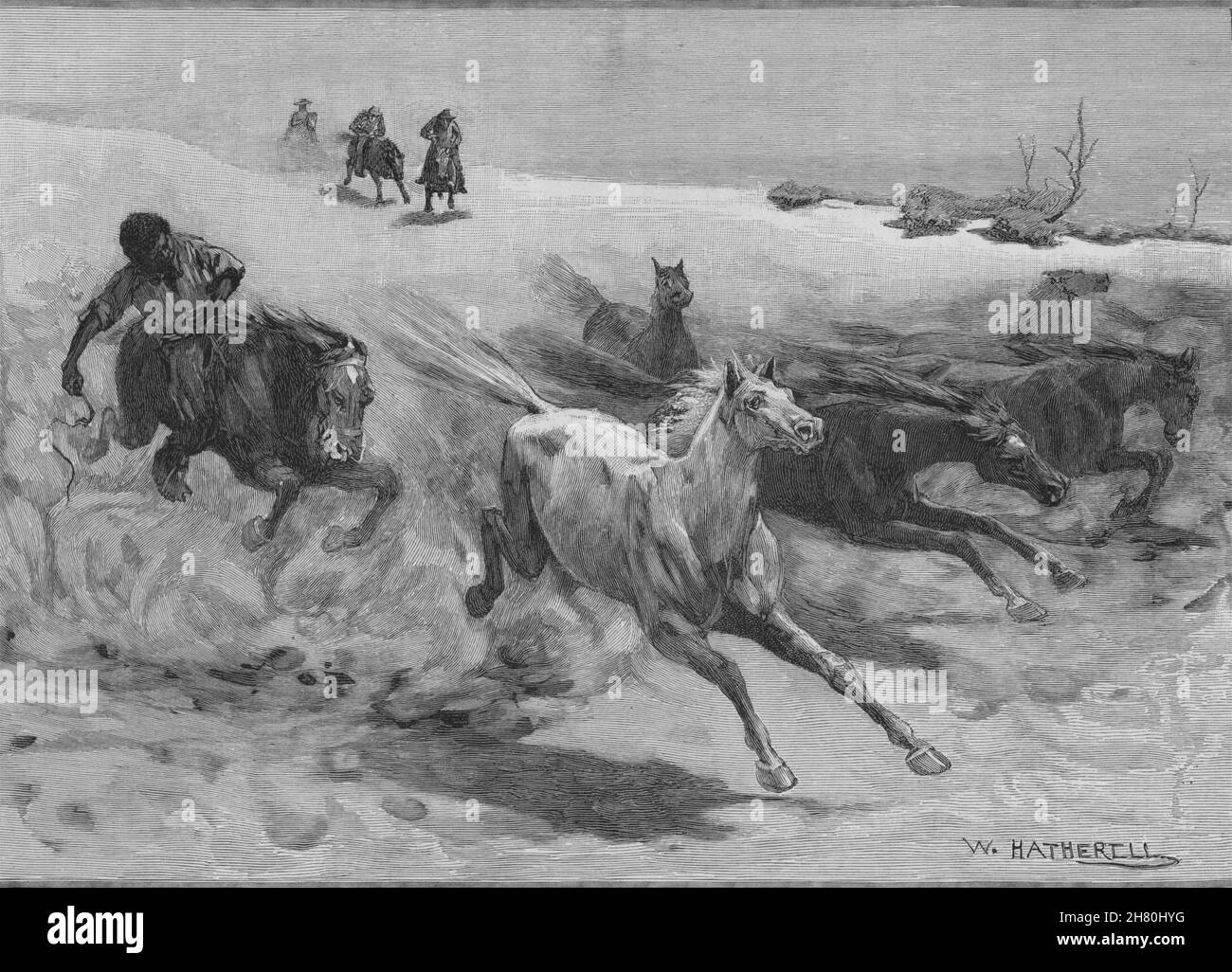 Un lecteur. Le Brumby. L'Australie 1890 ancienne vintage print photo Banque D'Images Un lecteur. Le Brumby. L'Australie 1890 ancienne vintage print photo Banque D'Images