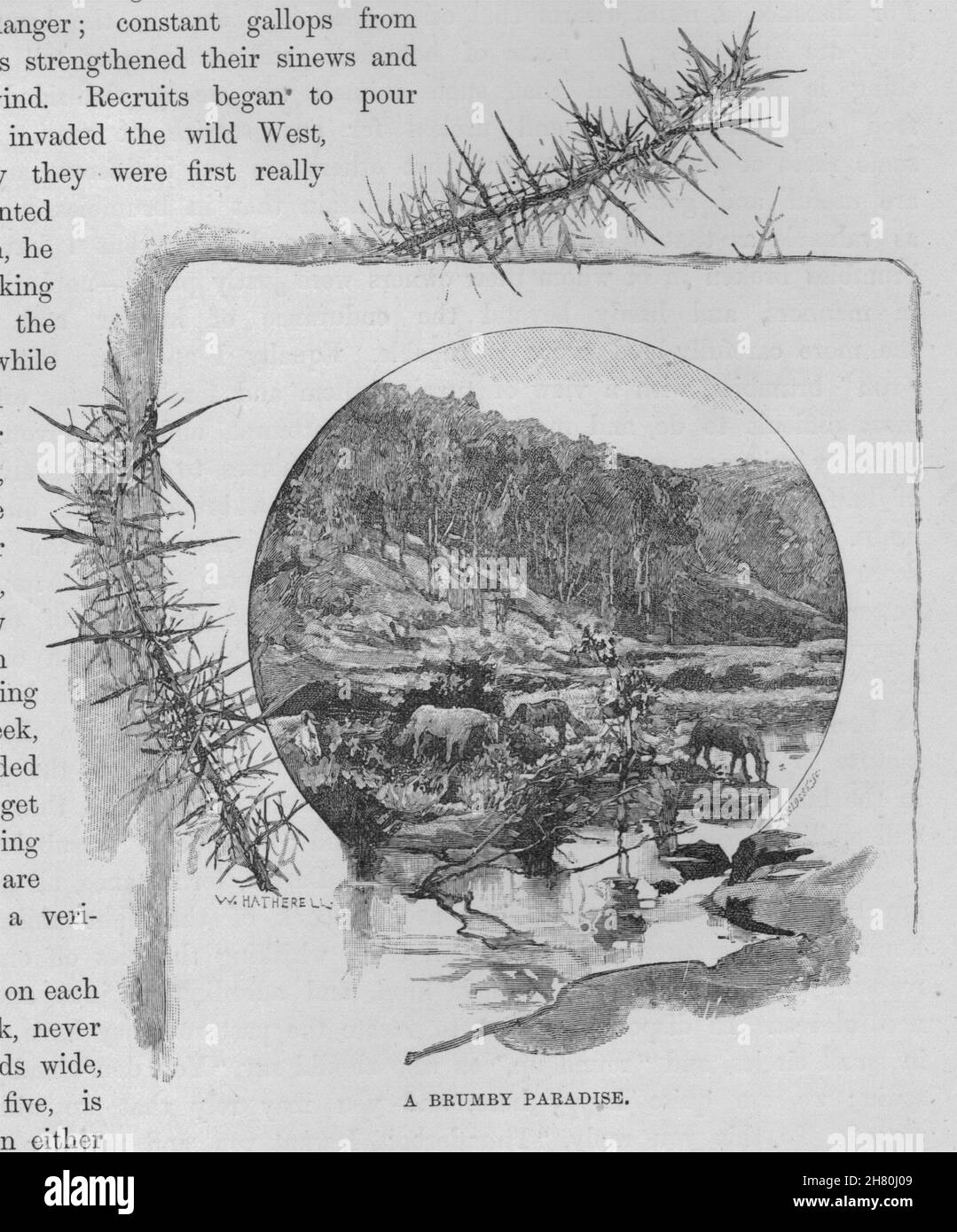 Un Brumby le paradis. Le Brumby. L'Australie 1890 ancienne imprimer photo Banque D'Images