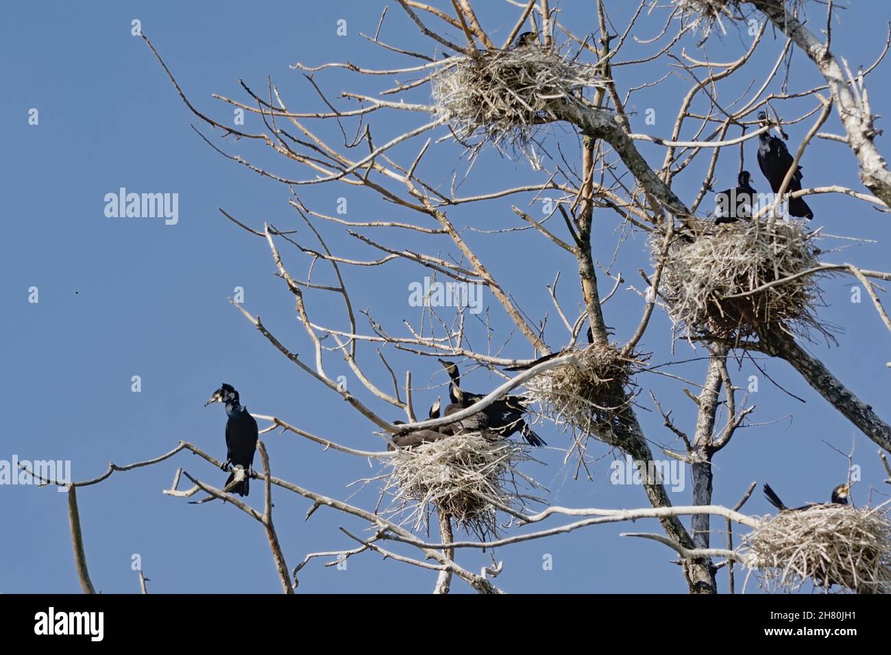 Familles cormorantes dans des nids dans les arbres nus d'un arbre mort sur un ciel bleu clair - Phalacrocoracidae Banque D'Images