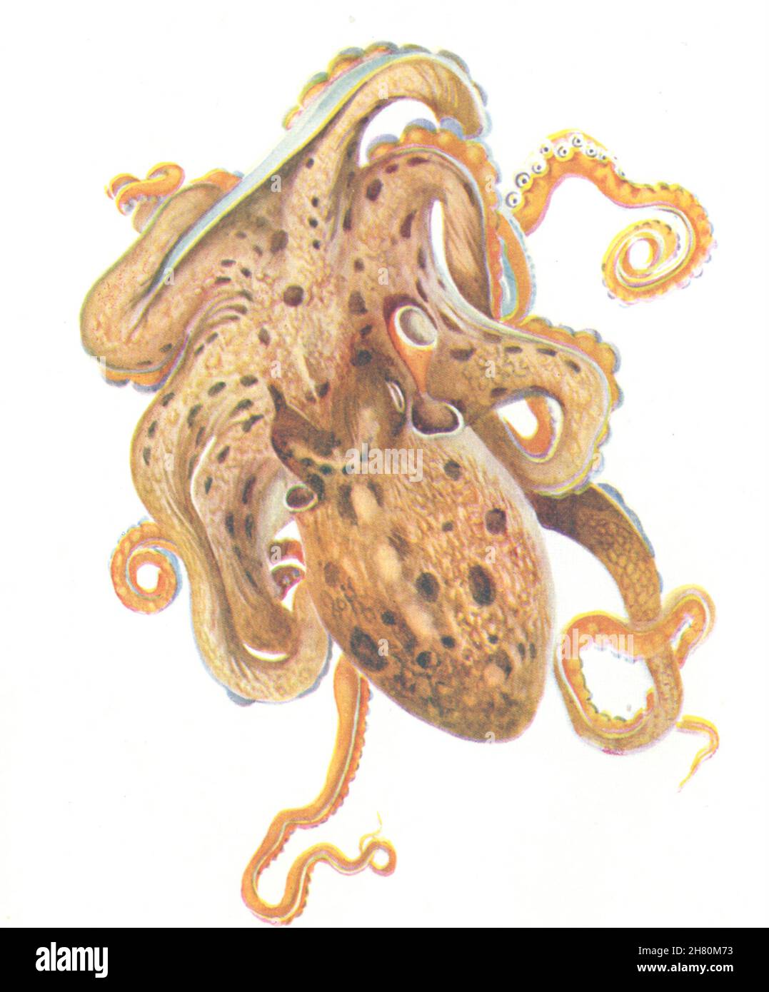 POISSON.Octopus (mousse Eledone) 1936 ancienne image d'impression vintage Banque D'Images