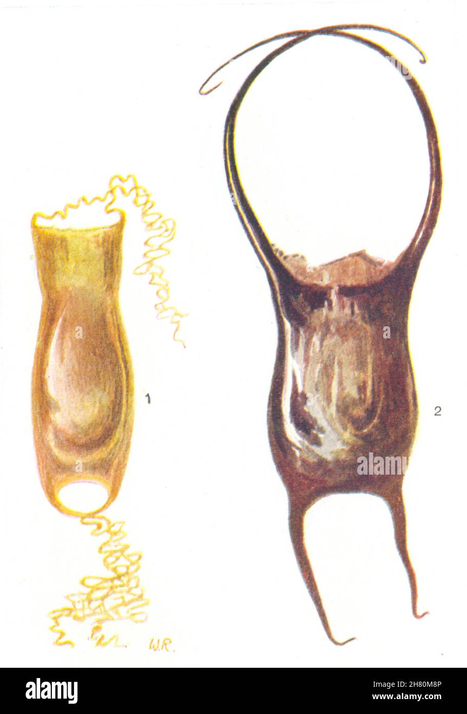 POISSON.Oeuf- cas de chien- (Scyllium canicula) ; - Patinage (Raia naevus) 1936 Banque D'Images