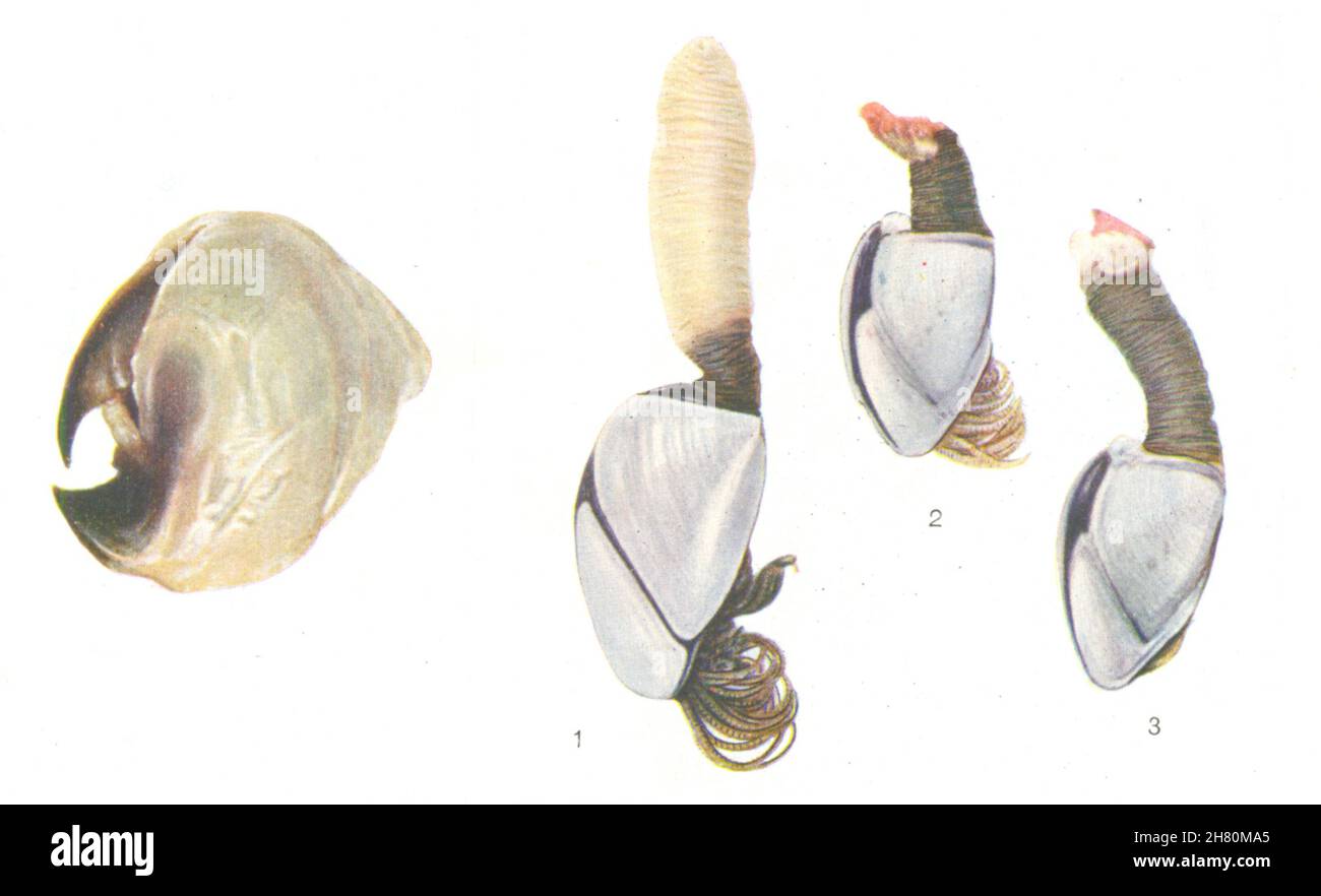 POISSON.Mâchoires de Squid.Goose Barnacles (Lepas anatifera) 1936 vieux imprimé vintage Banque D'Images