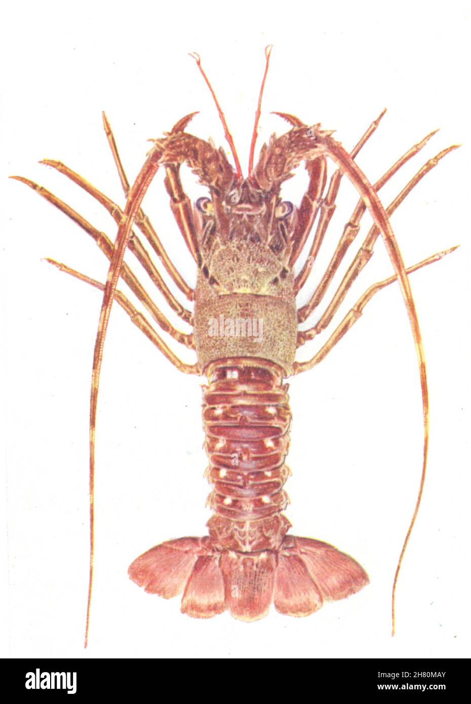 PAYSAGES.Le homard de roche ou le langouste (Palinurus vulgaris) 1936 vieux imprimé Banque D'Images