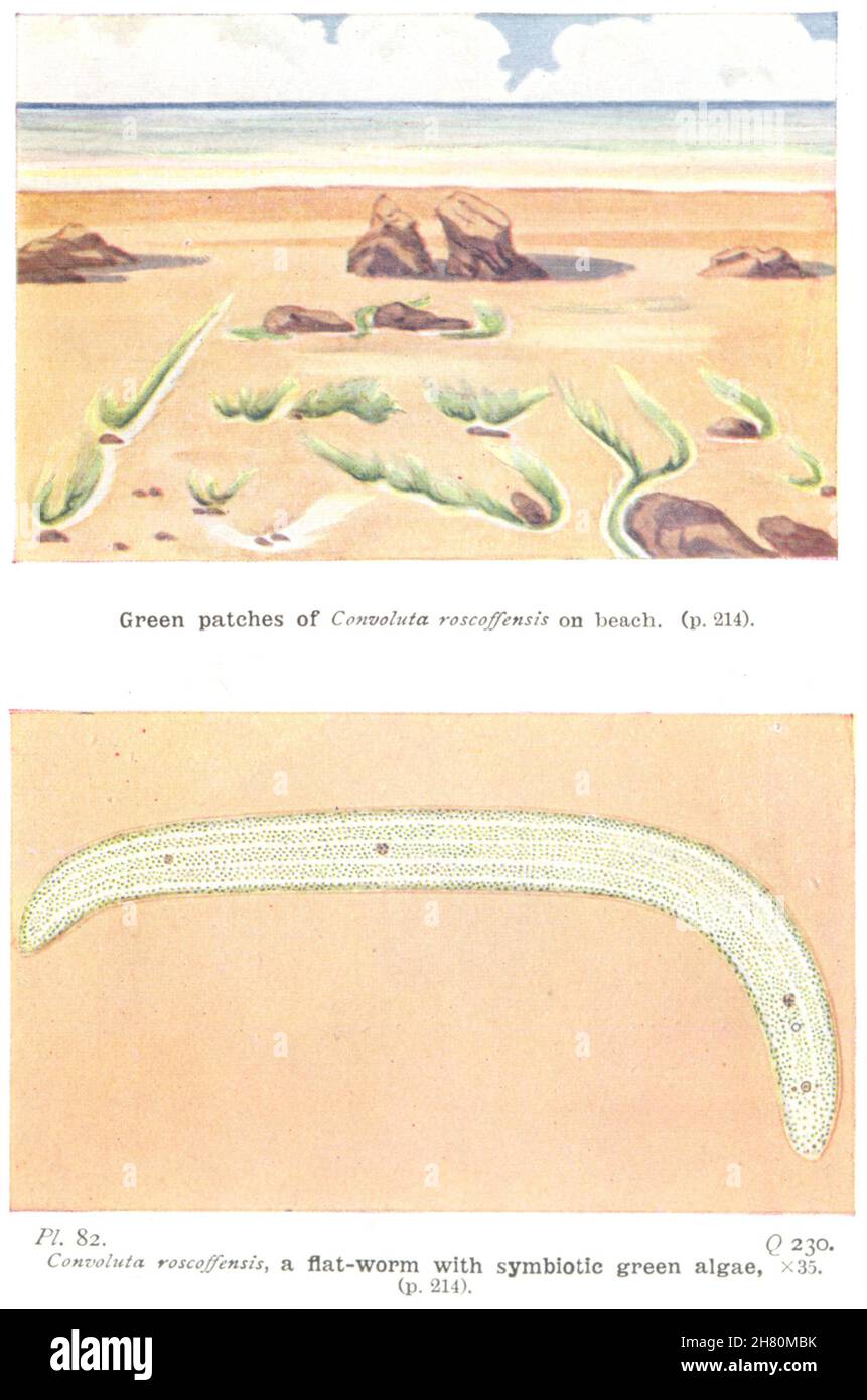 EAU DE MER.Patchs verts Plage de Convoluta roscolensis; algues à ver plat 1936 Banque D'Images
