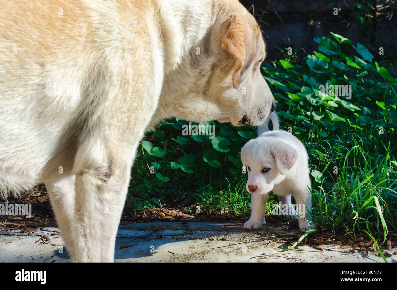 Deux chiens mastiff blancs à l'extérieur Banque D'Images