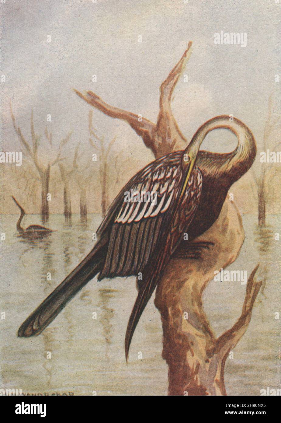 OISEAUX INDIENS.L'ancienne image de Darter ou Snake-bird 1943 Banque D'Images