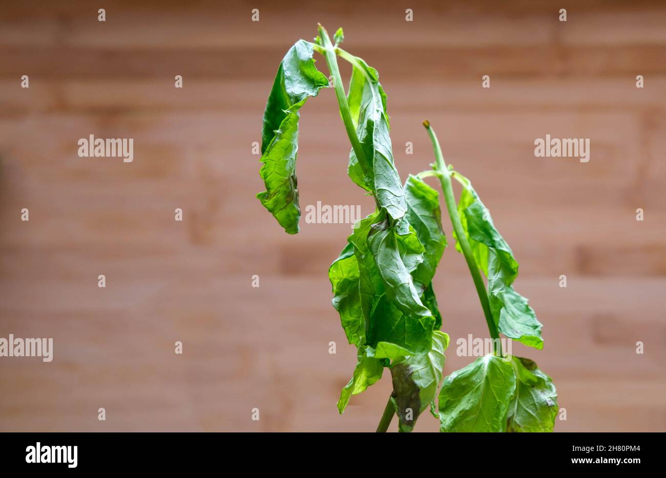 Les feuilles de menthe décortiquées et mourantes sont en gros plan Banque D'Images