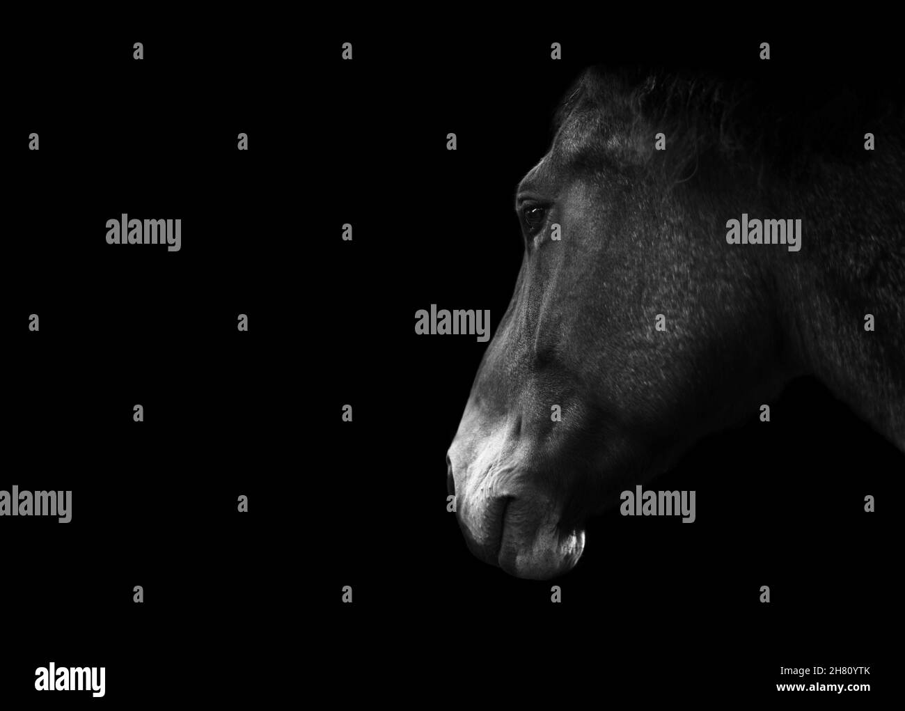 Portrait d'un cheval, isolé sur fond noir avec espace de copie.Photographie monochrome, noir et blanc. Banque D'Images