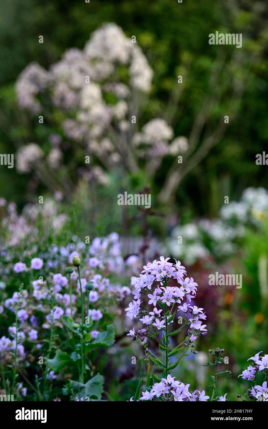 Campanula Lactisflora variété de Prichard,fleurs violet-bleu en forme de cloche,fleurs,fleurs,vivaces,jardin de cottage,jardins,RM Floral Banque D'Images