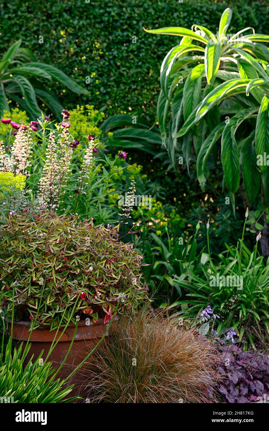 Persicaria runcinata Violet fantaisie,nouaded Violet fantaisie,feuilles,feuillage,feuilles triangulaires, vert boron-violet, marques violettes,pot,contenant,contai Banque D'Images