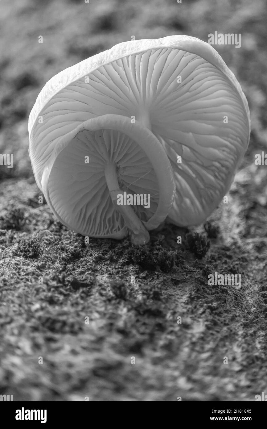 Prise de champignons en niveaux de gris Banque D'Images