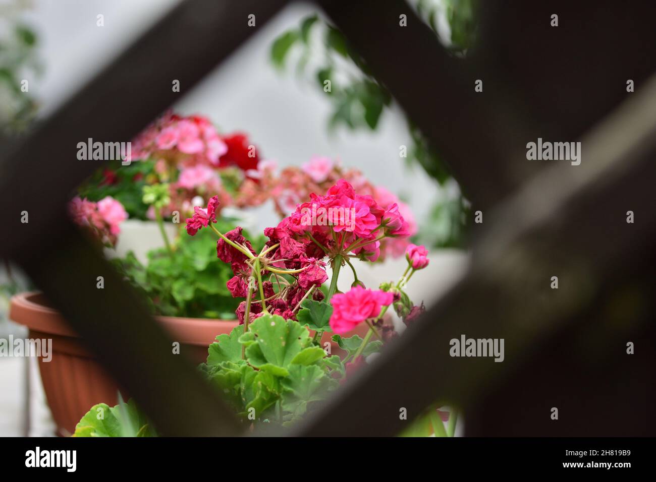 Fleurs roses fleuries dans un cadre inhabituel fait de lamelles en bois dans un foyer sélectif.Jour. Banque D'Images