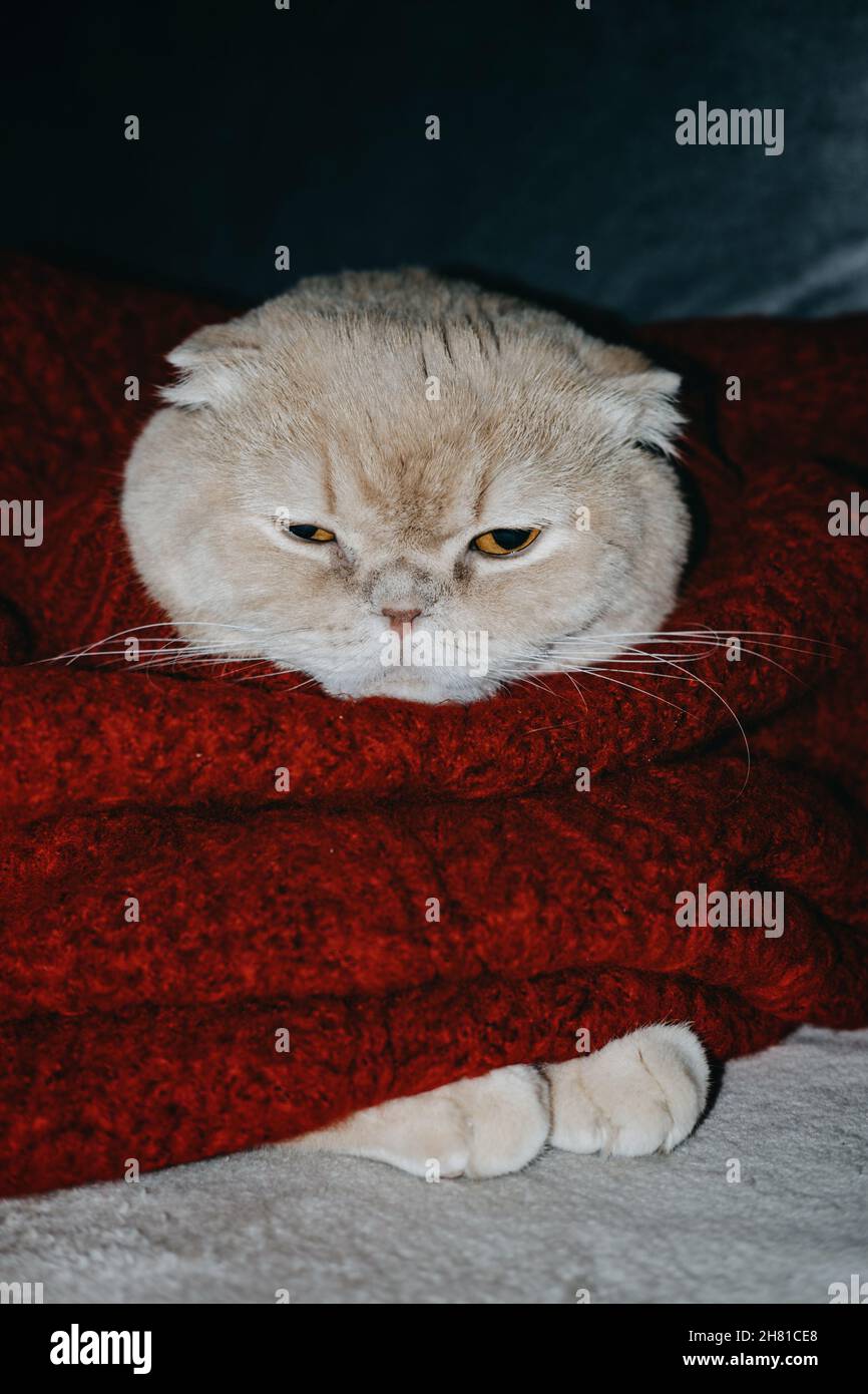 Ambiance chaleureuse en hiver, moments de noël, animaux de compagnie amusants, animaux de compagnie festifs.Mignon Sleepy scottish pliure chat dans un chandail rouge allongé sur le canapé à la maison. Banque D'Images