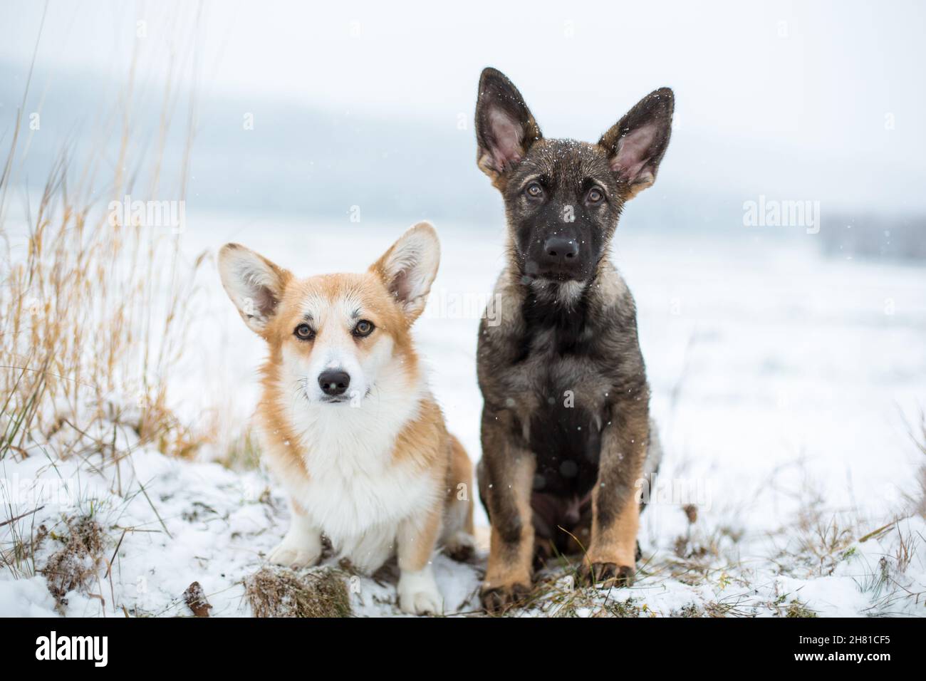 Deux chiens, un Corgi gallois Pembroke et un Berger allemand, assis dans la neige Banque D'Images