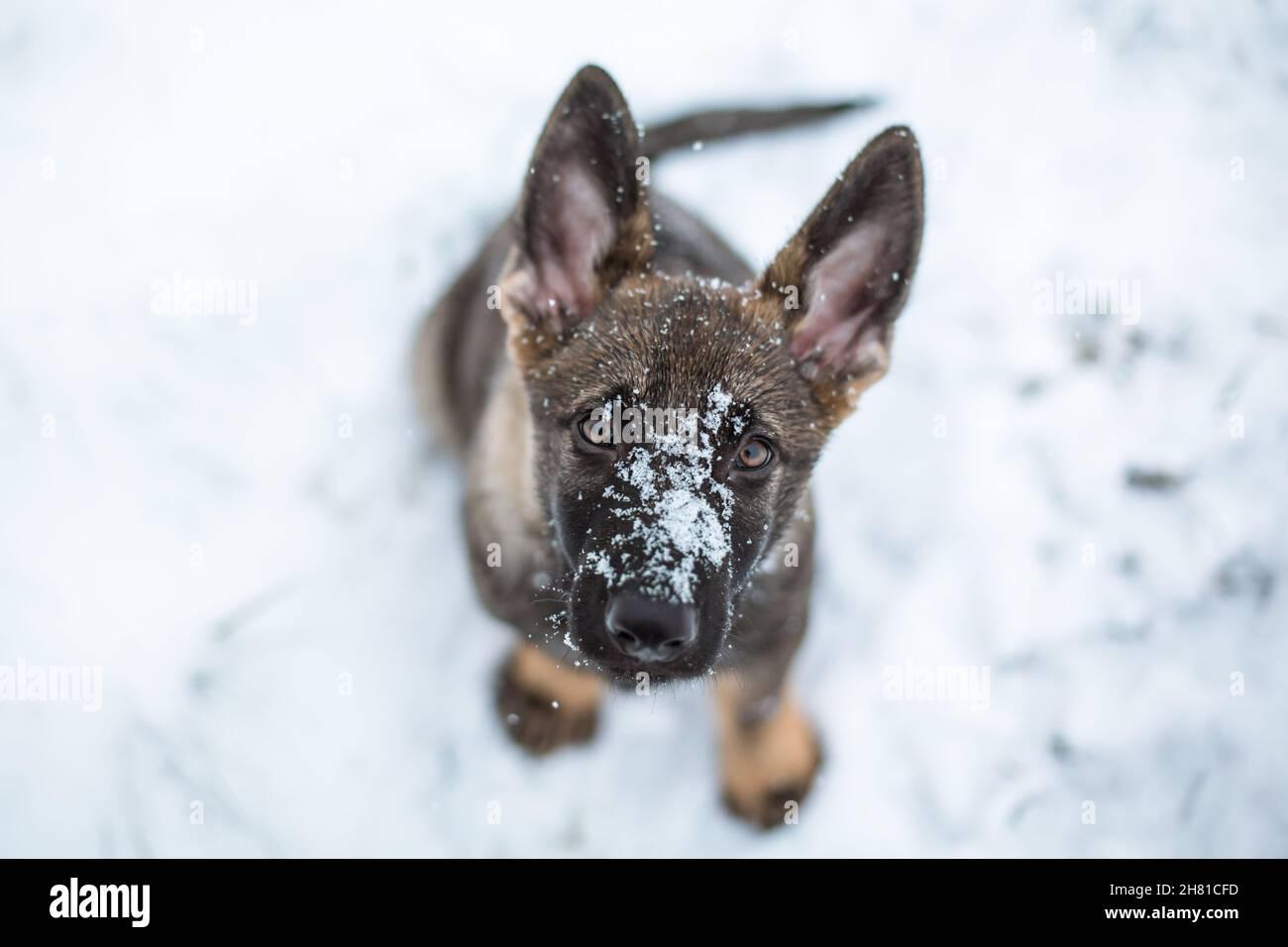 Chien de berger allemand chiot (alsacien) dans la neige, regardant vers le haut Banque D'Images