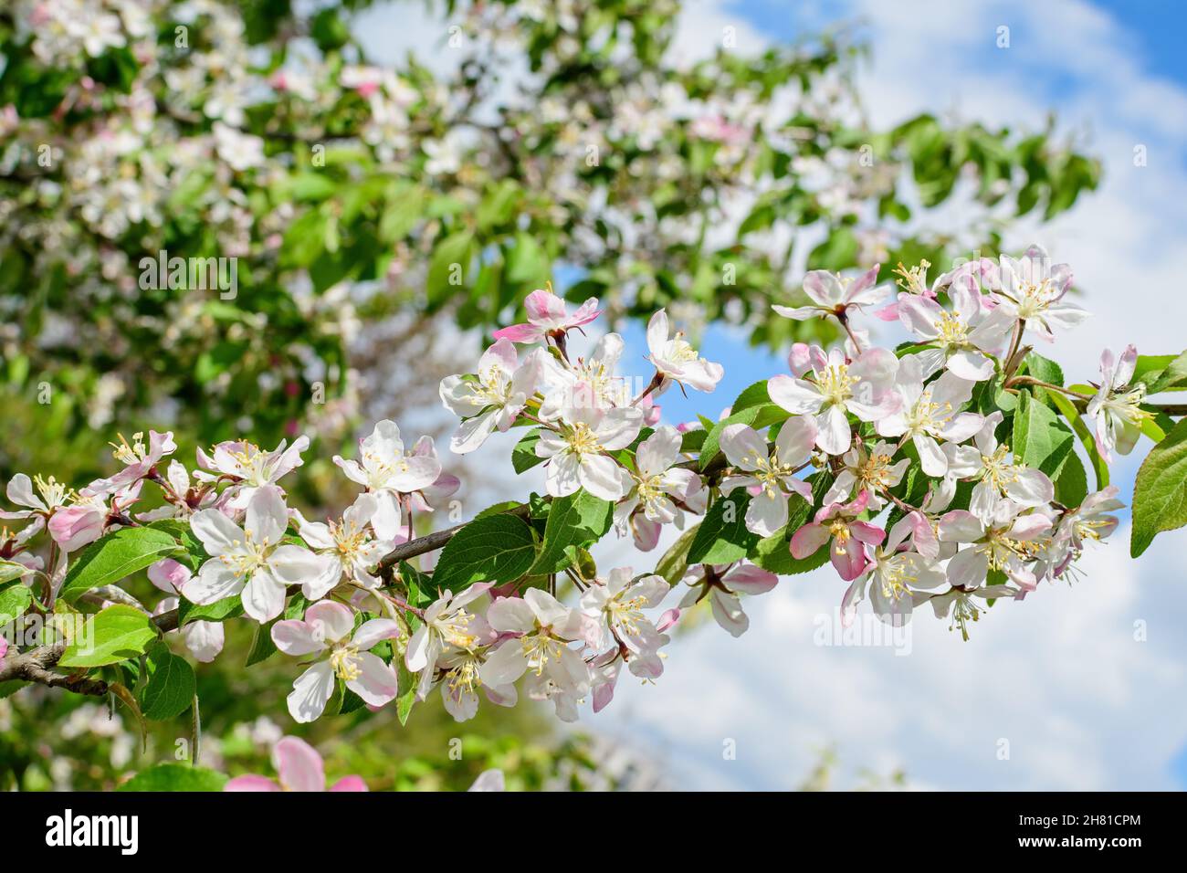 Gros plan d'une branche avec des fleurs de pommier blanc en pleine fleur avec un arrière-plan flou dans un jardin dans un beau jour de printemps, belle cerise japonaise Banque D'Images