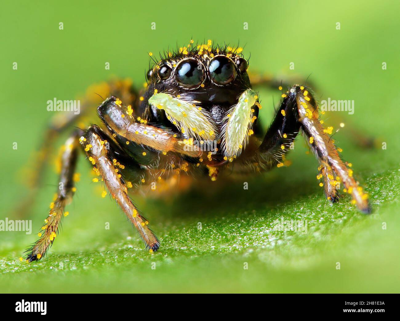 Image macro d'une araignée sauteuse - Heliophanus sp, portrait en gros plan des yeux de l'araignée sauteuse Banque D'Images